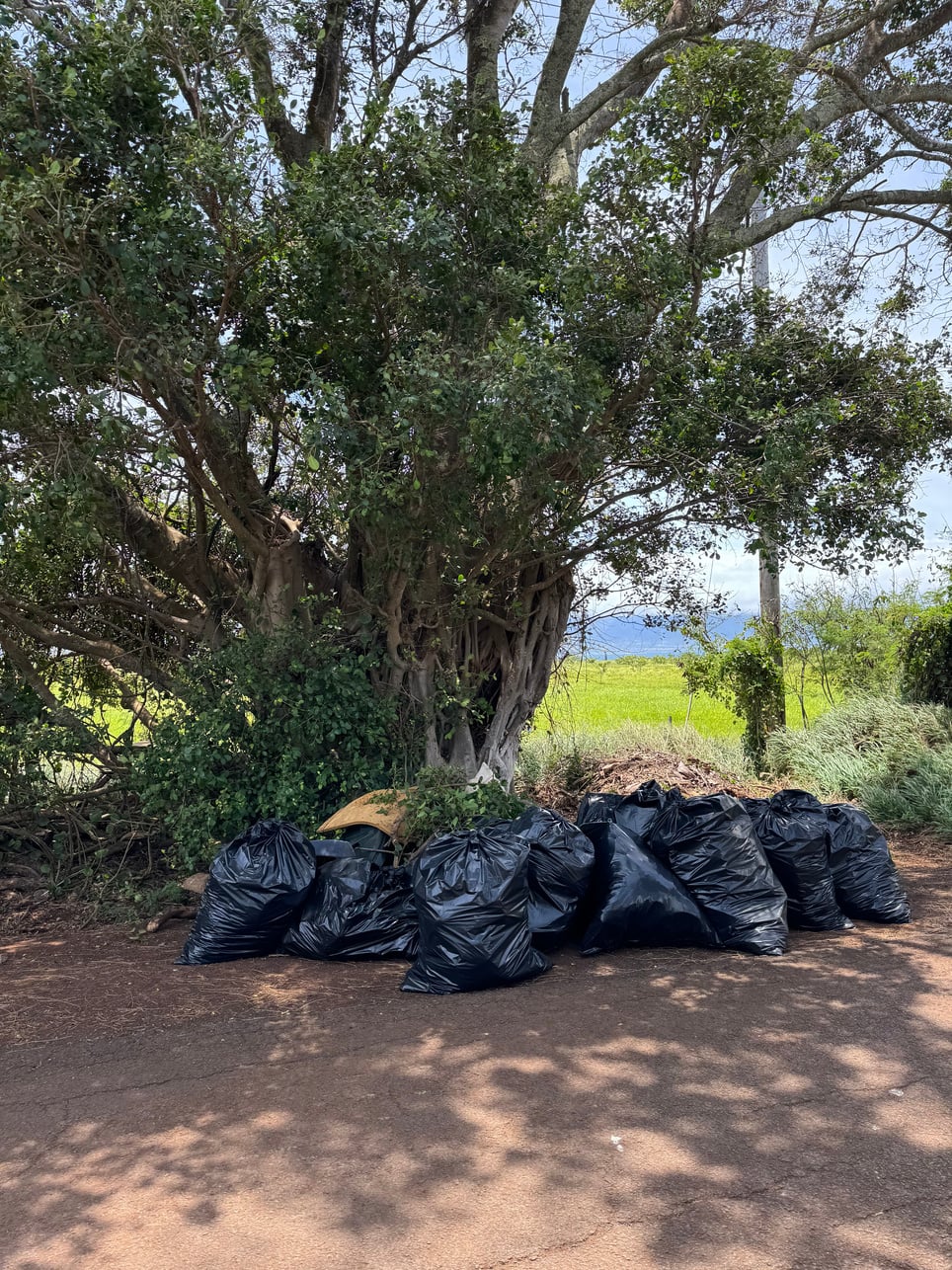 Rows of filled black trash bags collected beneath a large roadside tree